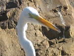 2004 1119 Closeup