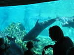 2004 1119 DolphinsSwimming