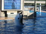 2004 1119 Trick7