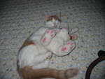 2005 0805 BunnySnuggler