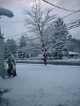 2005_1206_MyTreeFirstSnow.JPG