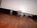 2005 0520 MeowingUnderTheDoor