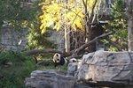 panda2