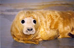 seal_pup.jpg