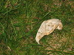 wild rabbit skull