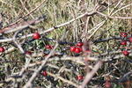 img_4596.jpg