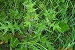 thistle