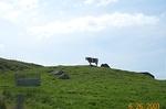 cow of the mountain