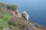 heather on kilt rock