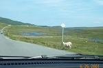 sheep xing