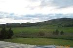 grouse sheeps