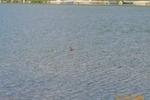 slovonian grebe