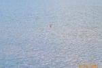 slovonian grebe I