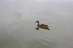 IMG_2858.JPG