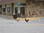 Downtown complete with wandering chickens!